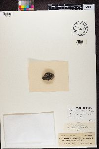 Rinodina trachytica image
