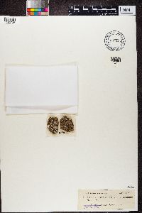 Psora decipiens image