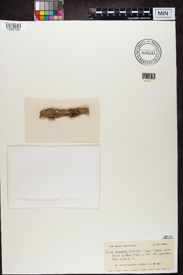 Lecania naegelii image