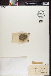 Media resource of Biatora anomala