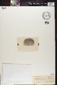 Catillaria lenticularis image