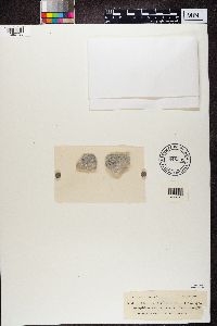 Catillaria lenticularis image