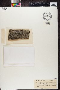 Lecidea turgidula image