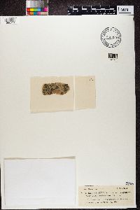 Lecidea enteroleuca image
