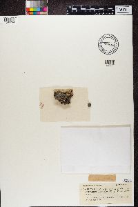 Diplotomma alboatrum image