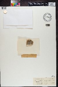 Rhizocarpon petraeum image