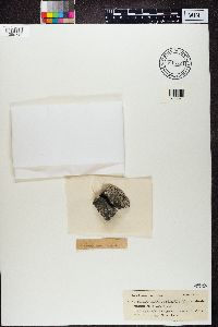 Rhizocarpon petraeum image
