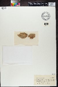 Lecanactis abietina image