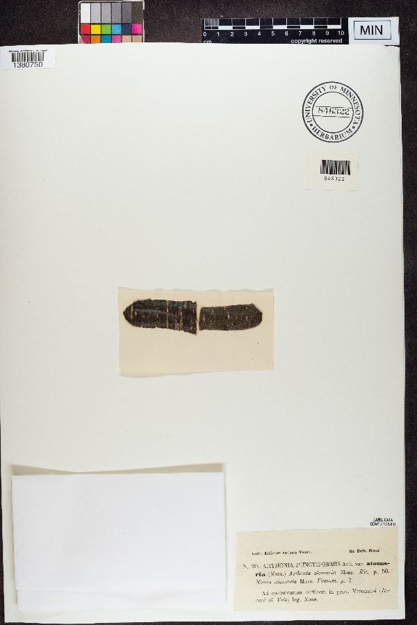 Arthonia punctiformis image