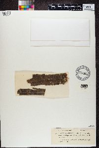 Arthonia punctiformis image