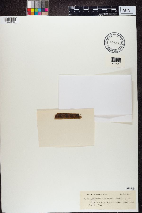 Arthonia cytisi image