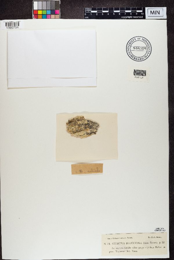 Arthonia betulicola image