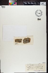 Arthonia radiata image