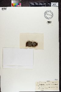 Alyxoria varia image