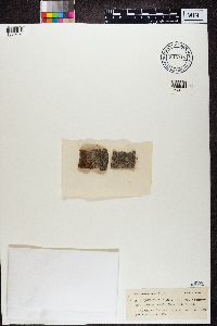 Alyxoria varia image