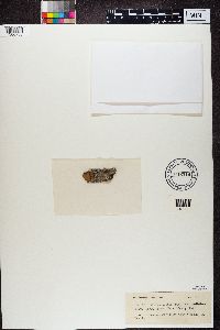 Arthonia atra image