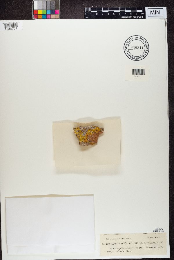 Opegrapha mougeotii image
