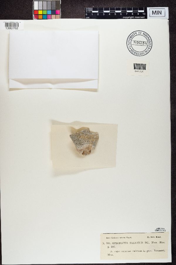 Opegrapha saxatilis image