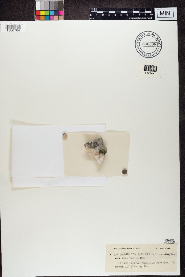 Opegrapha saxicola image