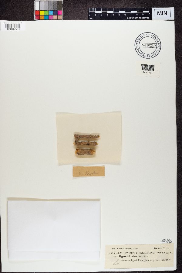 Arthopyrenia cinereopruinosa image