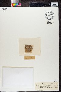 Media resource of Arthopyrenia cinereopruinosa