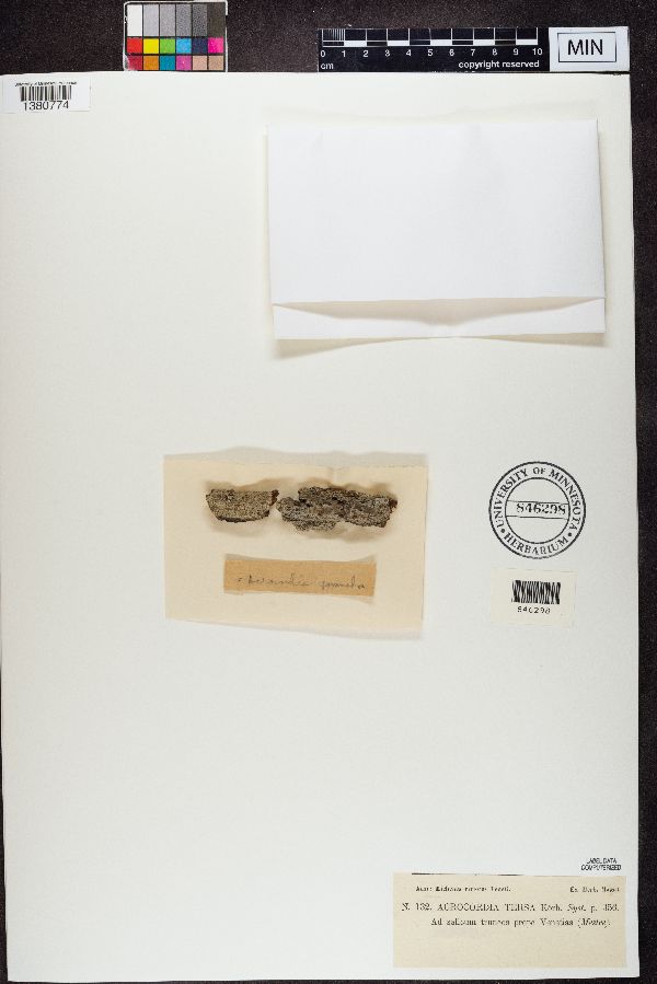 Acrocordia tersa image