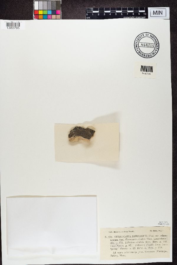 Verrucaria nigrescens f. virescens image