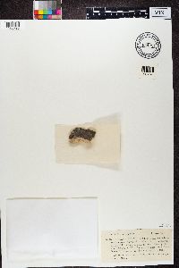 Media resource of Verrucaria nigrescens