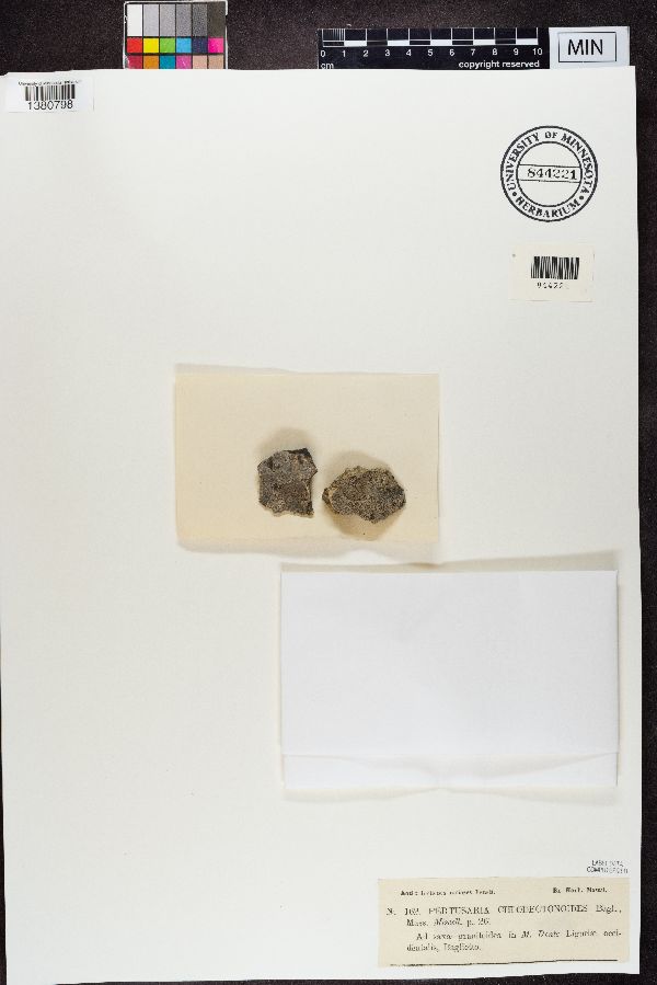 Pertusaria chiodectonoides image
