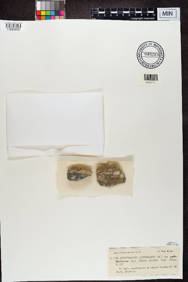 Pertusaria rupestris image