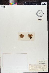 Ramalina farinacea image