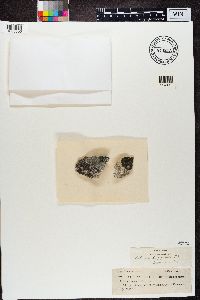 Catillaria lenticularis image