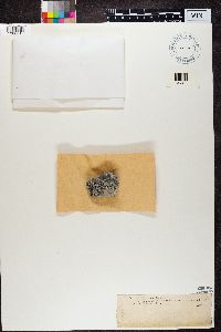 Thumbnail image of current specimen