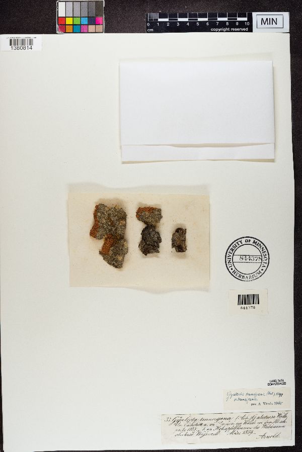 Gyalecta truncigena image