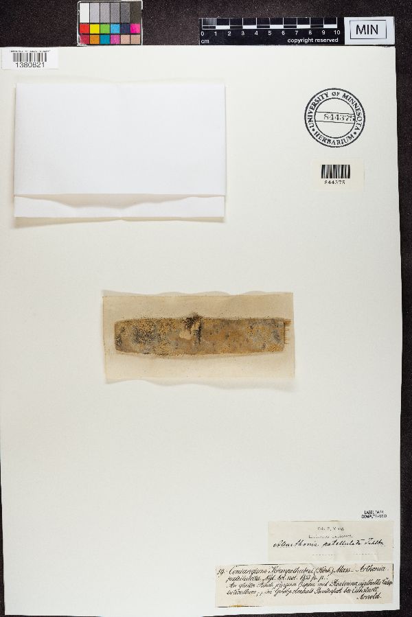 Coniangium krempelhuberi image