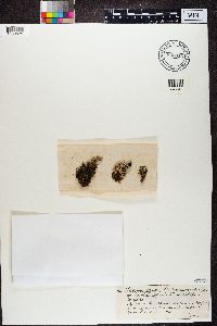 Media resource of Lecanora subfusca