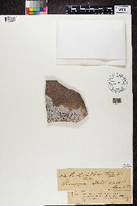 Stenhammarella turgida image