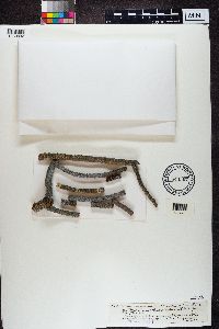 Lecanora symmicta image