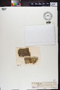 Image of Enterographa crassa