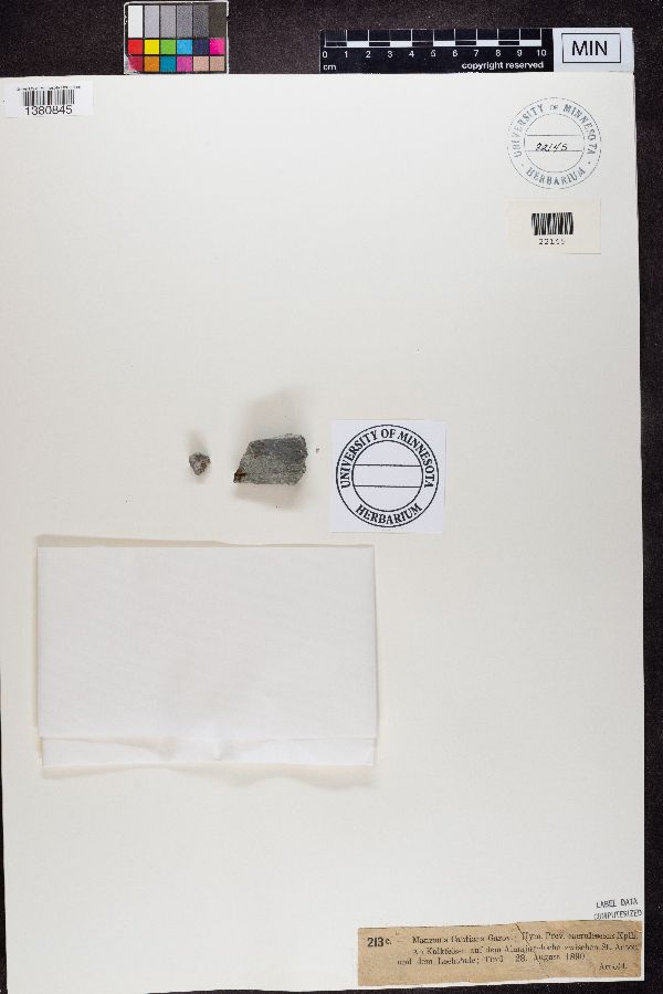 Manzonia cantiana image