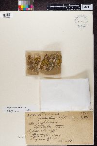 Flavoplaca citrina image