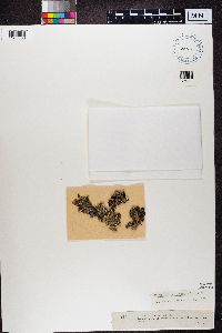 Hypogymnia physodes image