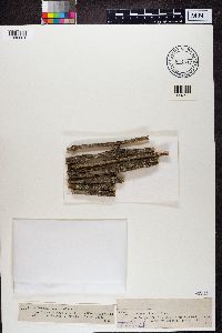 Lecanora sambuci image