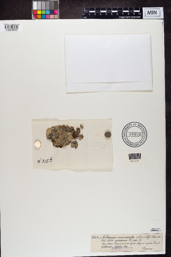 Arthonia marmorata image