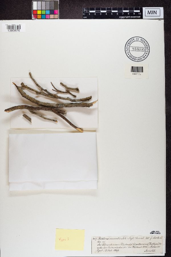 Biatora vernalis image