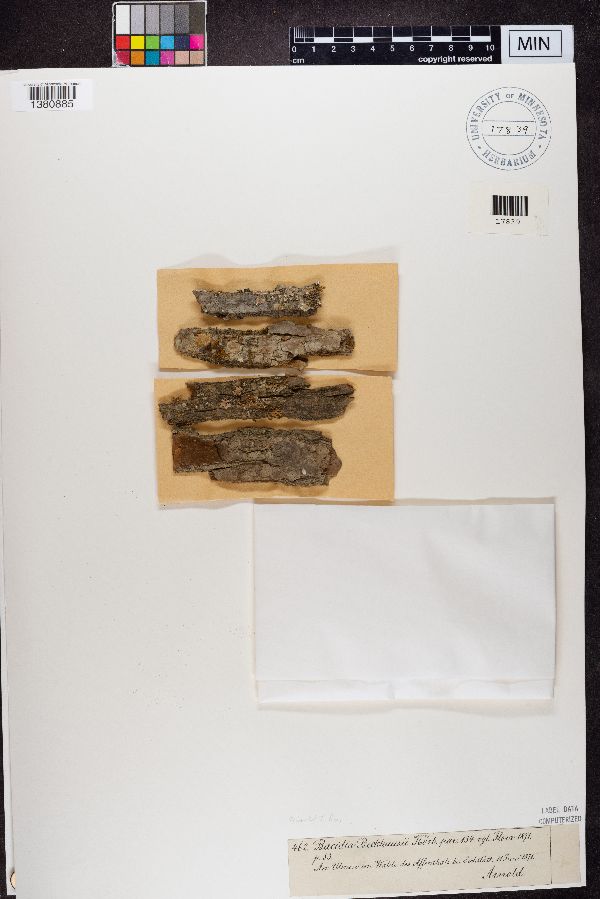 Bacidia beckhausii image