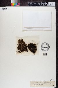 Protothelenella sphinctrinoides image