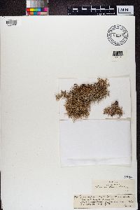 Evernia prunastri image