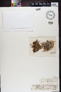 Evernia prunastri image