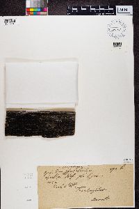 Candelariella aurella image